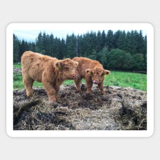 Scottish Highland Cattle Calves 1817 Sticker